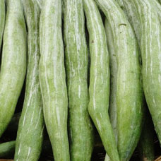 Snake Gourd